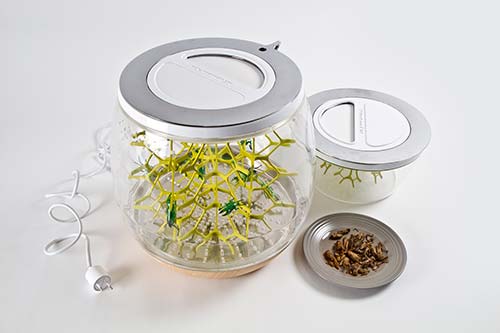 Lepsis, a small terrarium for raising and harvesting grasshoppers for urban consumption.