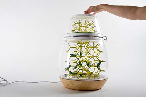 Lepsis, a small terrarium for raising and harvesting grasshoppers for urban consumption.