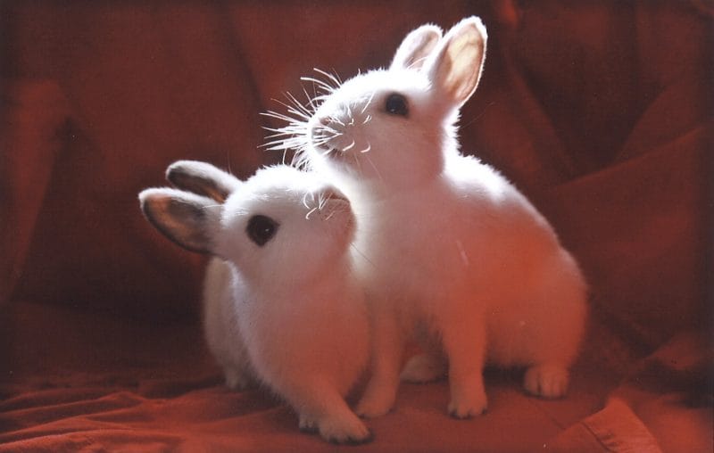 Photograph of light shining on two white rabbits surrounded by red fabric.