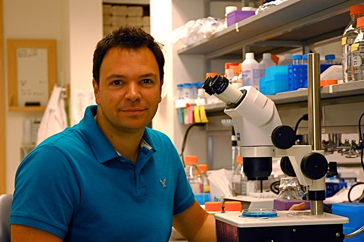 Antonio Giraldez at a microscope bench in his lab.