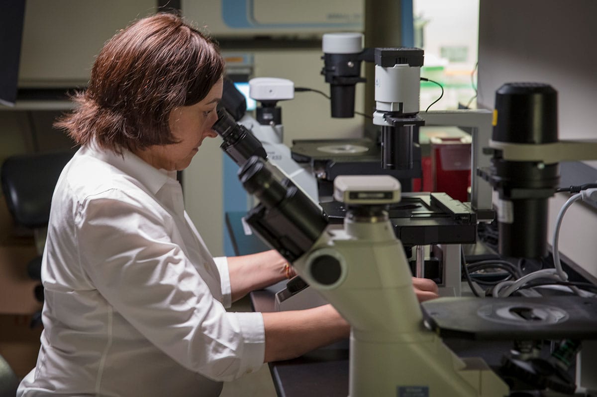 Angelika Amon sitting at a microscope in her lab at Massachusetts Institute of Technology.