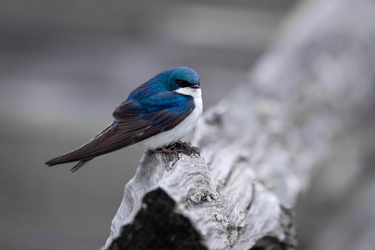 A blue tree swallow sitting on a branch.