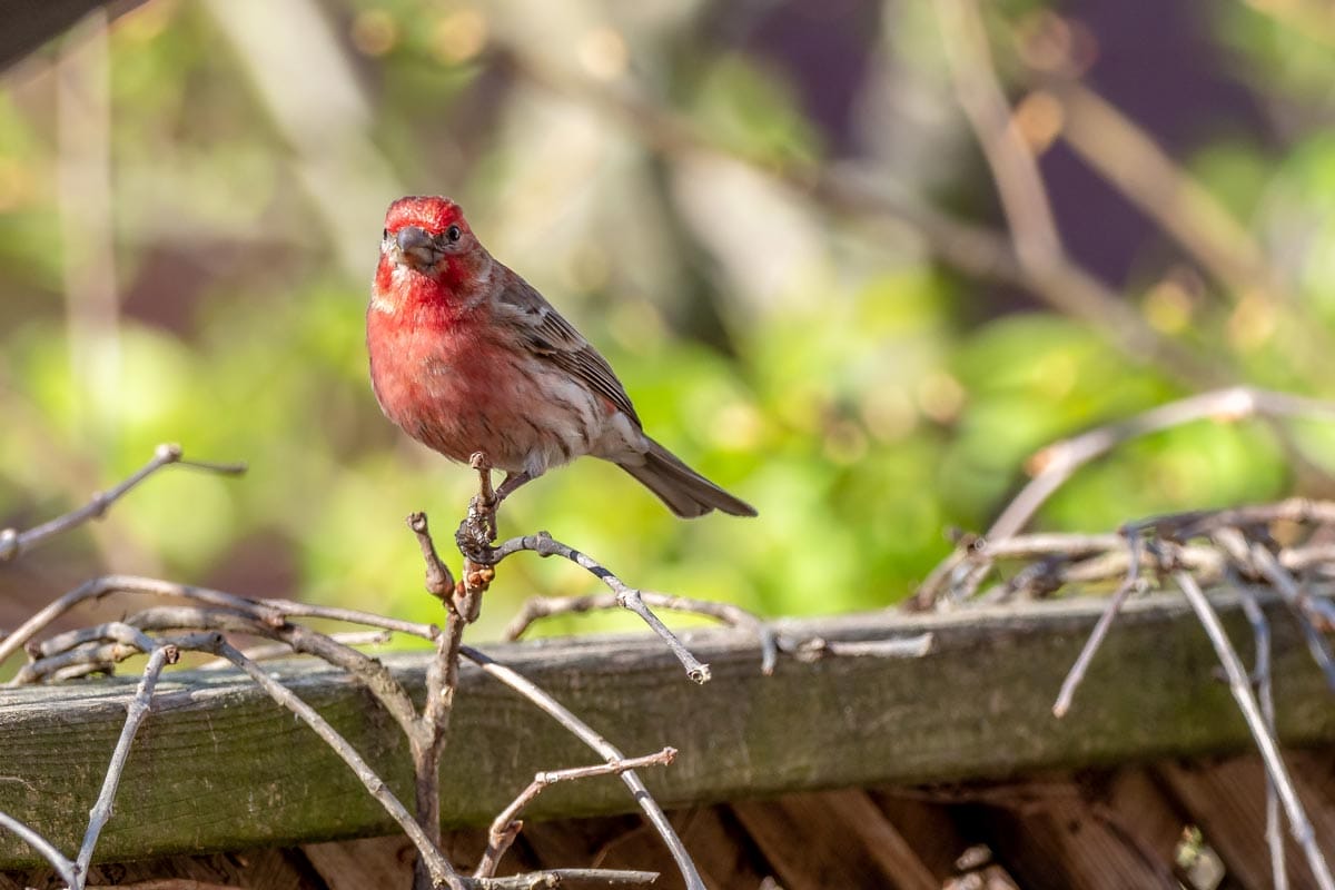 A red house finch sitting on a fence.