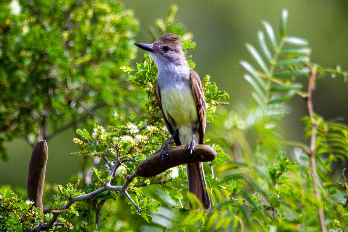 A great crested flycatcher sitting in a tree.