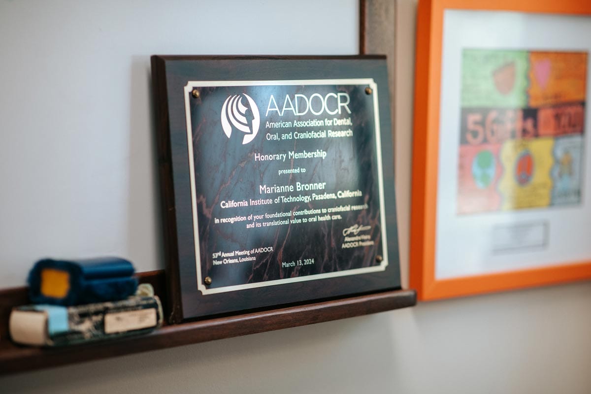 Marianne's honorary AADOCR award on display in her office.